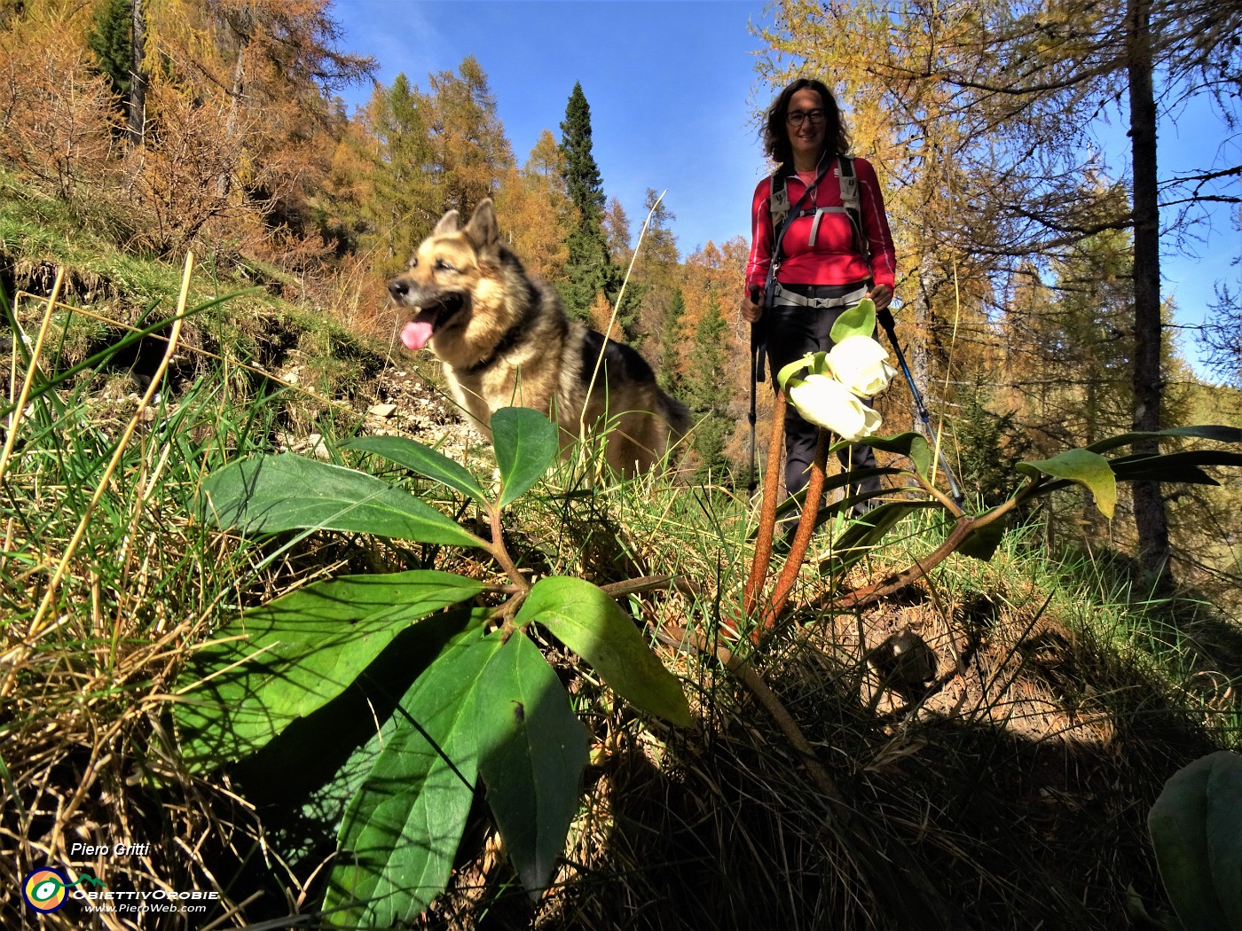 02 Tra i larici colorati d'autunno fioriscono in anticipo bianchi ellebori.JPG